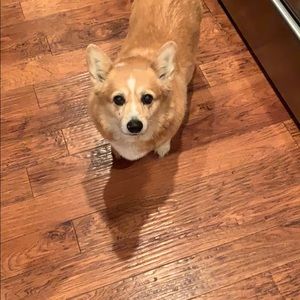 Meet your Posher, Alison